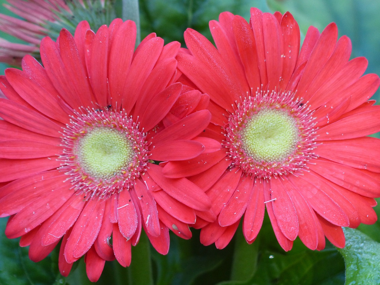 Gėlė, Wildflower, Sodo Gėlė, Gėlių, Augalas, Natūralus, Žiedas, Žydėti, Žiedlapis, Botanikos