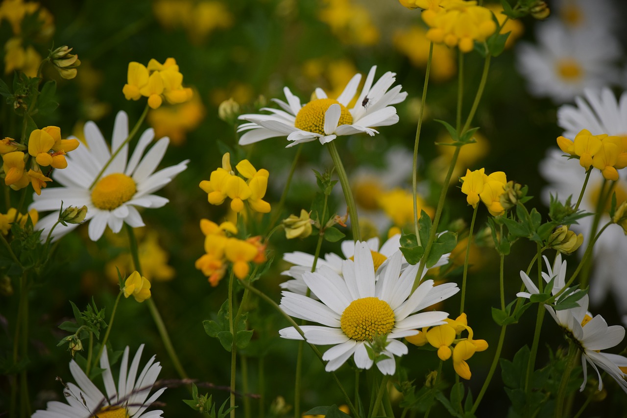 Gėlė, Geltona, Daisy, Nemokamos Nuotraukos,  Nemokama Licenzija