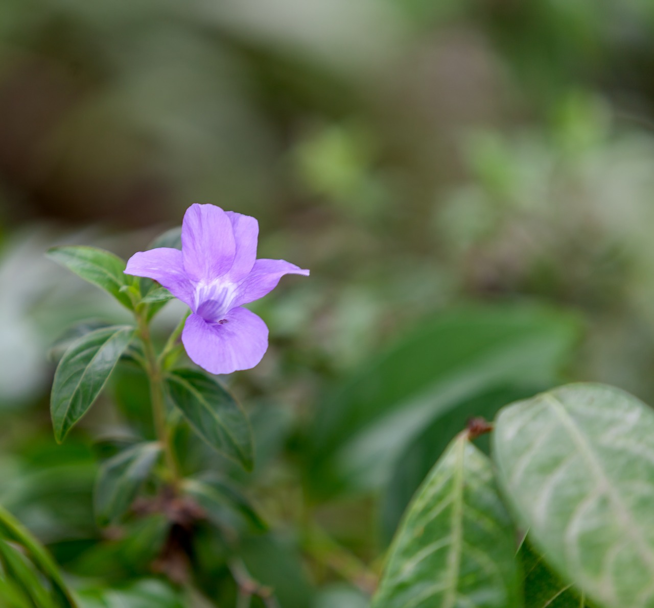 Gėlė, Wildflower, Karalienės Sodai, Tropiniai Augalai, Nemokamos Nuotraukos,  Nemokama Licenzija