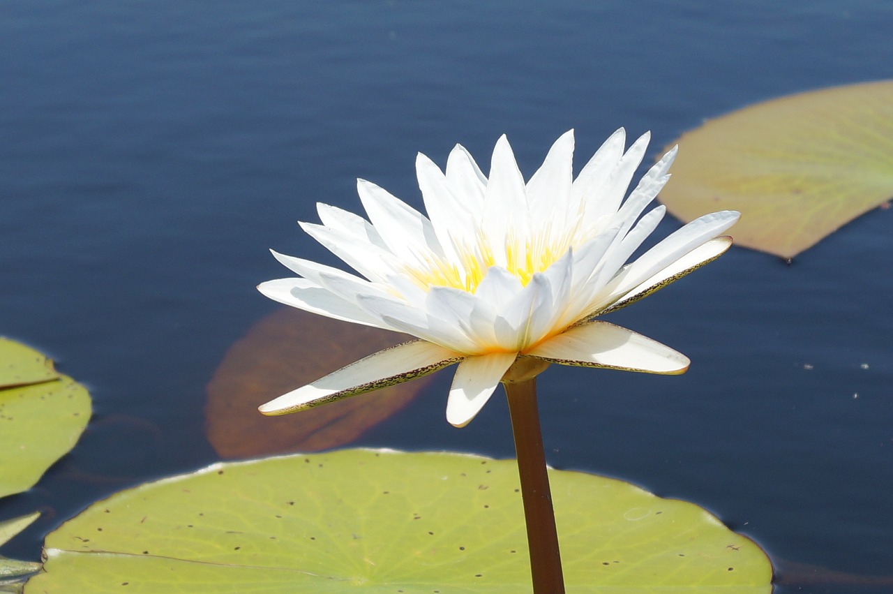 Gėlė, Vandens Lelija, Afrika, Okavango, Botsvana, Nemokamos Nuotraukos,  Nemokama Licenzija