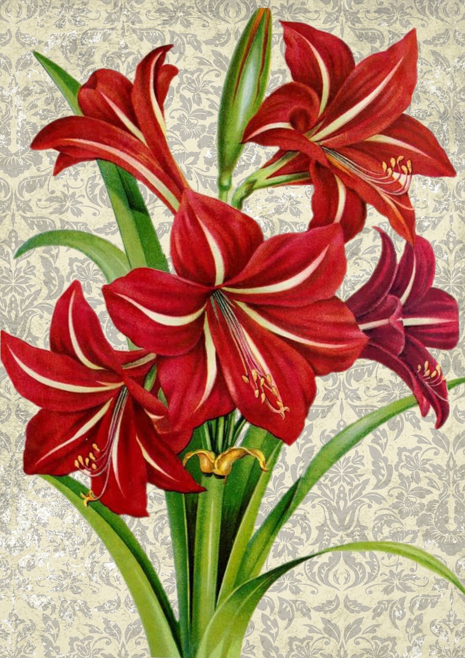 Gėlė, Amaryllis, Raudona, Žalias, Botanika, Botanikos, Augalas, Gėlių, Žiedlapis, Žydėti