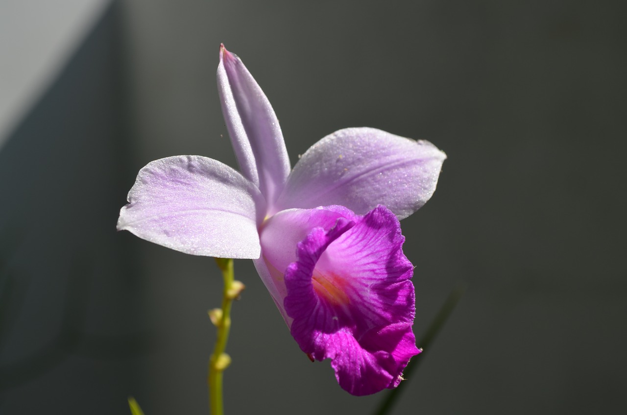 Gėlė, Orchidėja, Botanika, Gamta, Orchidinė Rožinė, Dekoratyvinė Gėlė, Botanistas, Gėlės, Nemokamos Nuotraukos,  Nemokama Licenzija