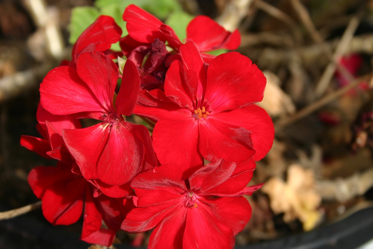 Gėlė, Raudona, Geranium, Gėlių, Gamta, Augalas, Spalvinga, Žiedlapis, Žiedas, Natūralus