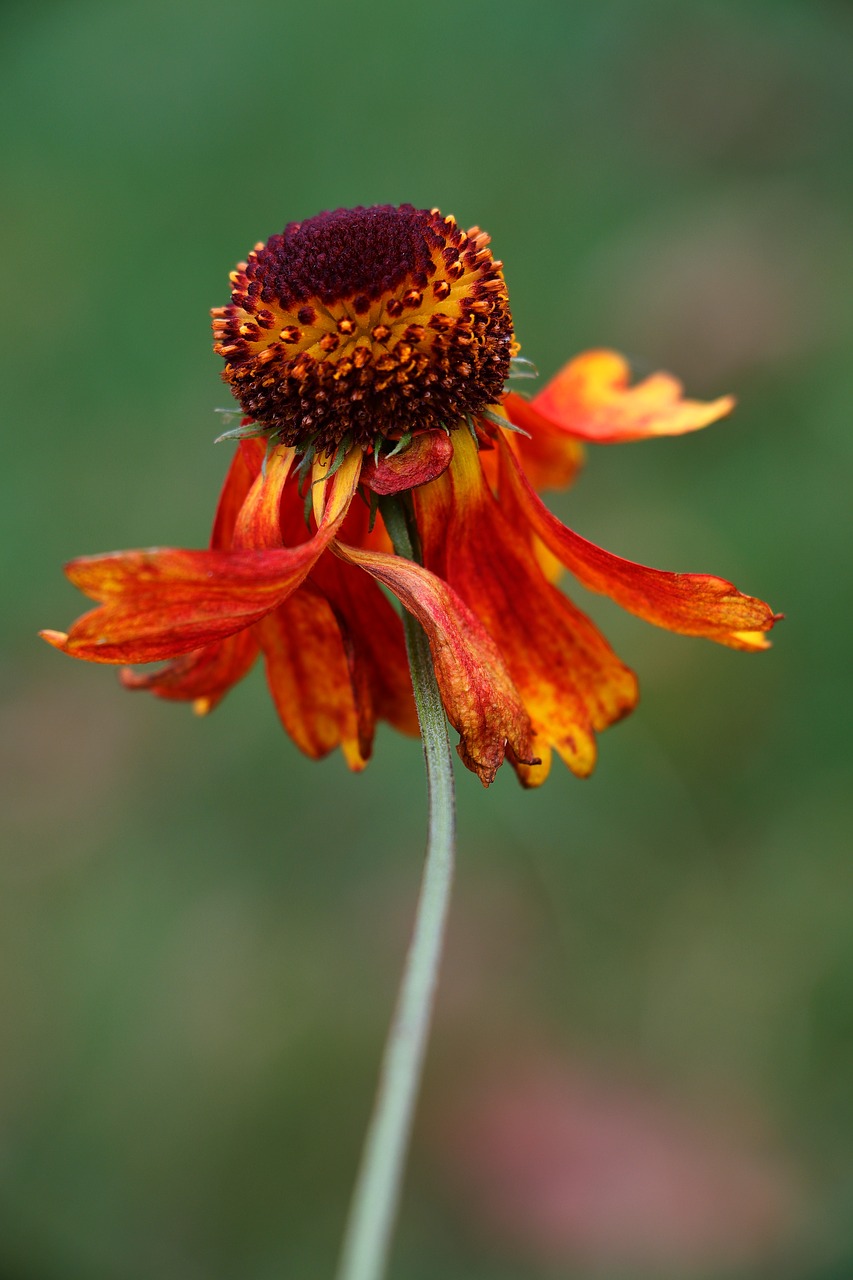 Gėlė, Gamta, Gaillardia Pulchella, Nemokamos Nuotraukos,  Nemokama Licenzija