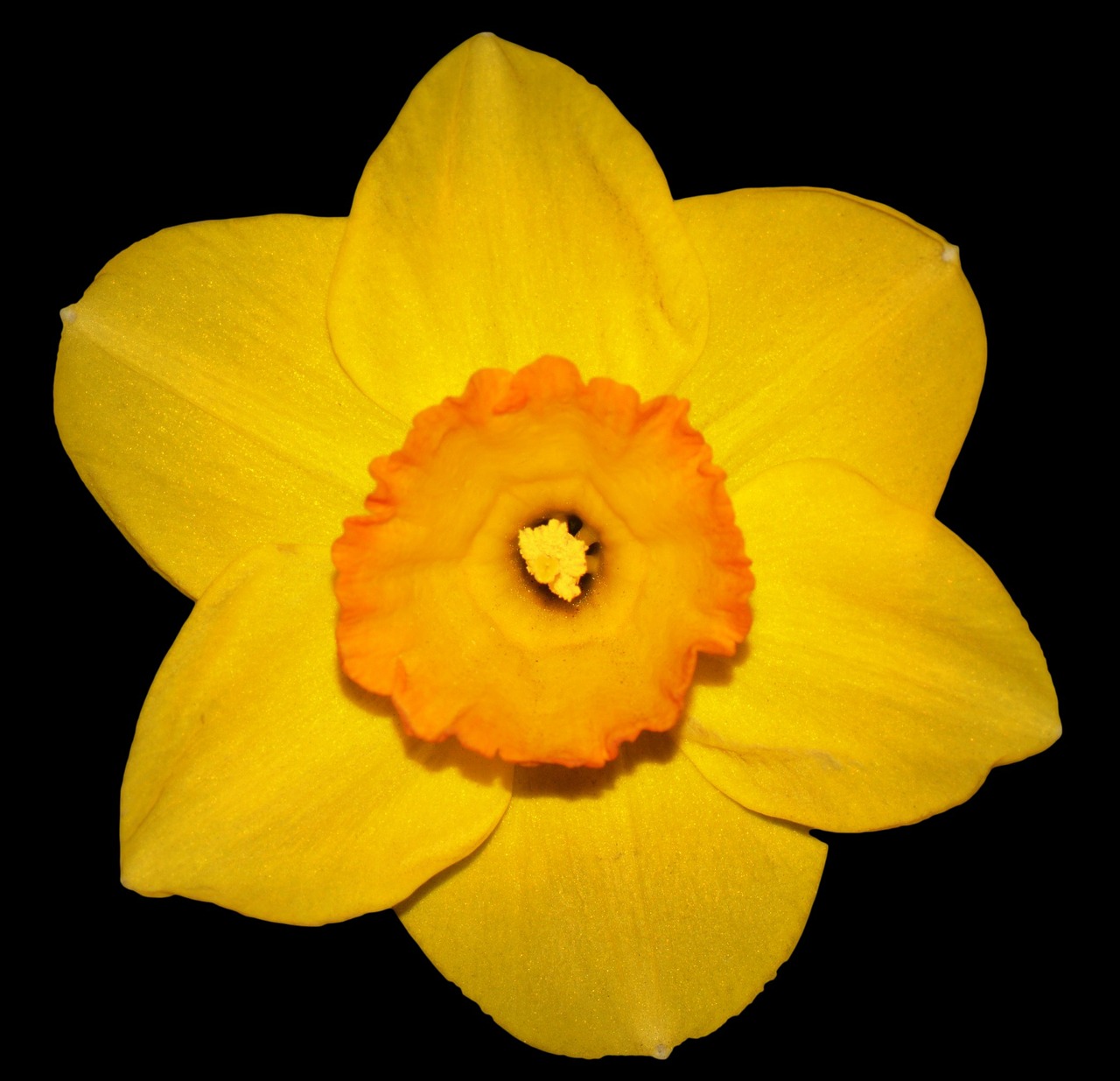Gėlė, Narcis, Pavasaris, Geltona, Velykų Gėlė, Nemokamos Nuotraukos,  Nemokama Licenzija