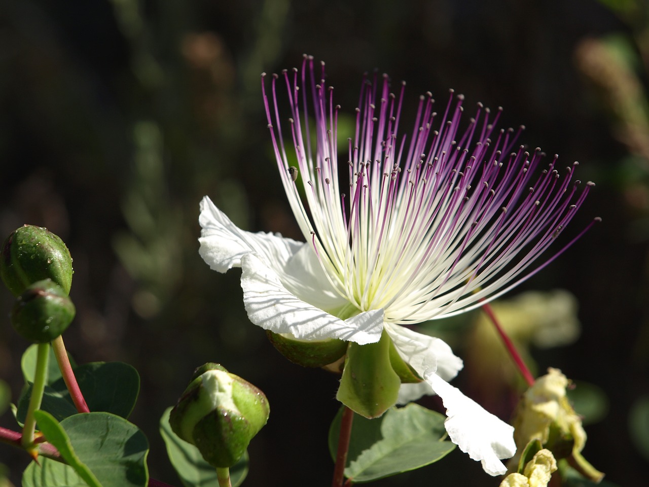 Gėlė, Caper, Augalas, Gamta, Viduržemio Jūros, Capparis, Pavasaris, Žalias, Krūmas, Prieskoniai