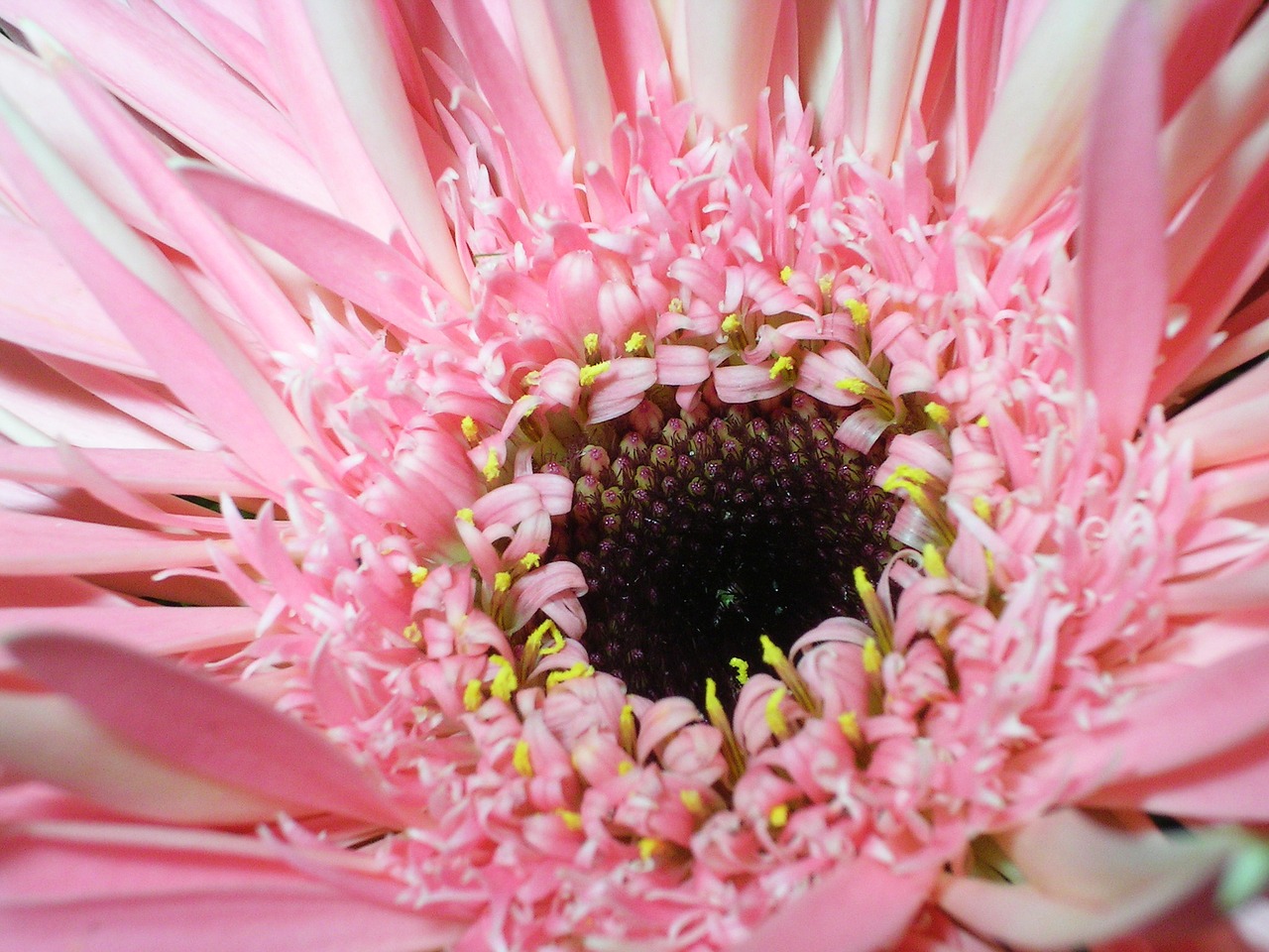 Gėlė, Rožinis, Iš Arti, Rožinė Gėlė, Makro, Tuti, Aster, Nemokamos Nuotraukos,  Nemokama Licenzija