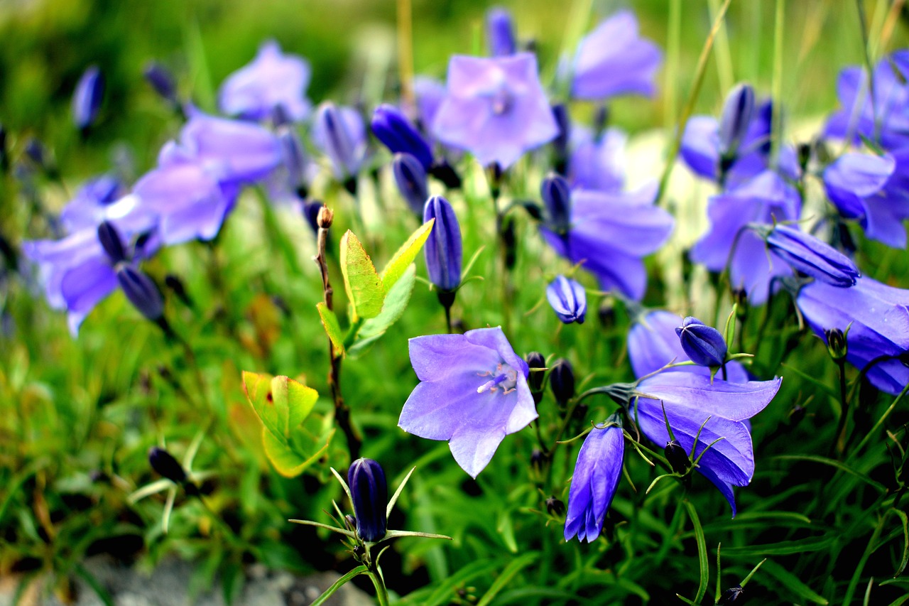 Gėlė, Makro, Gamta, Melodija, Mėlynos Gėlės, Sodas, Mažos Gėlės, Žydi, Žolė, Wildflower