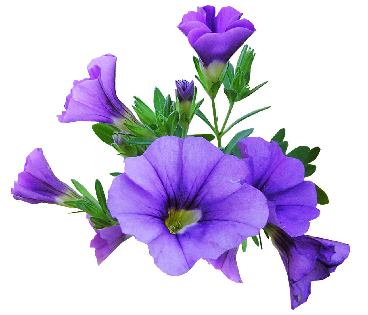Gėlė, Violetinė, Augalas, Nemokamos Nuotraukos,  Nemokama Licenzija
