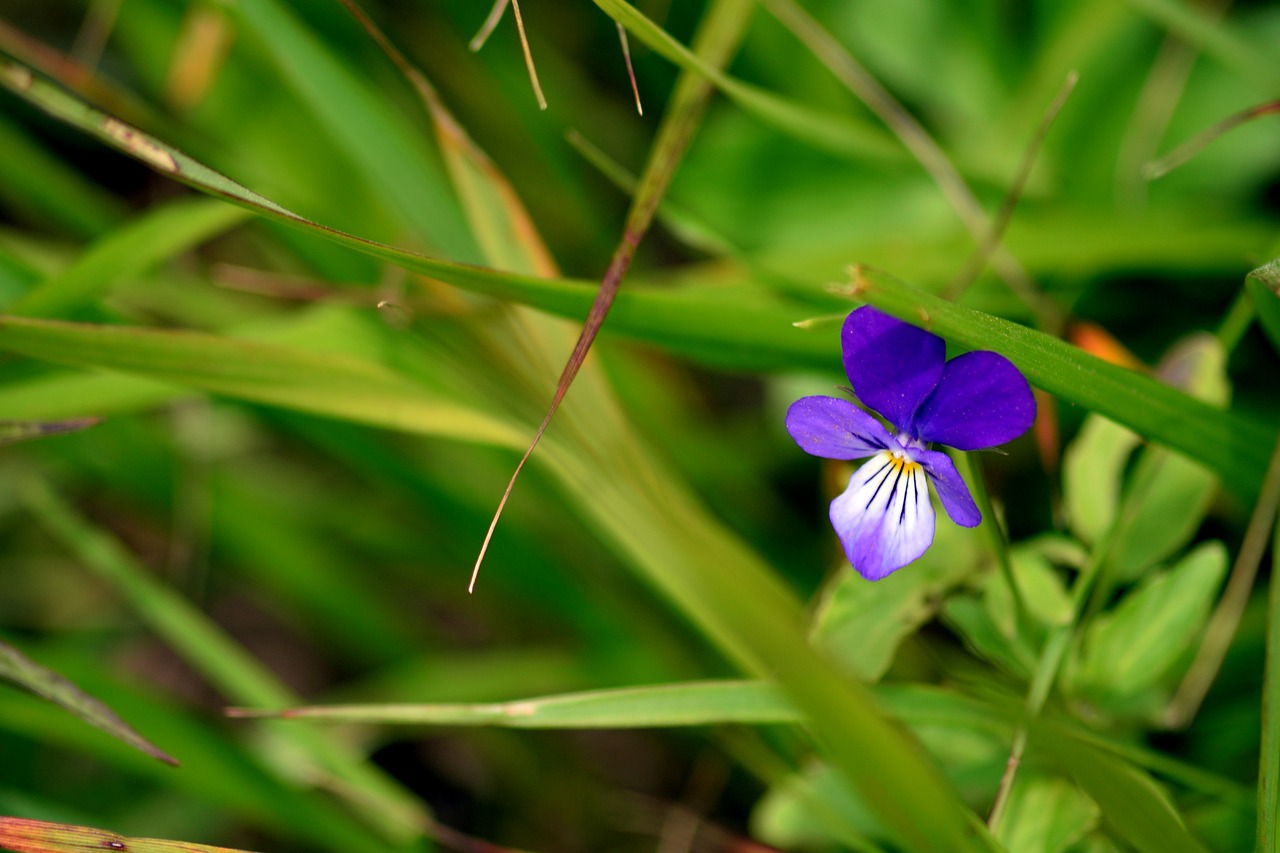 Gėlė, Violetinė, Makro, Gėlės, Augalas, Gamta, Violetinė, Žiedlapiai, Delikatesas, Violetinės Gėlės