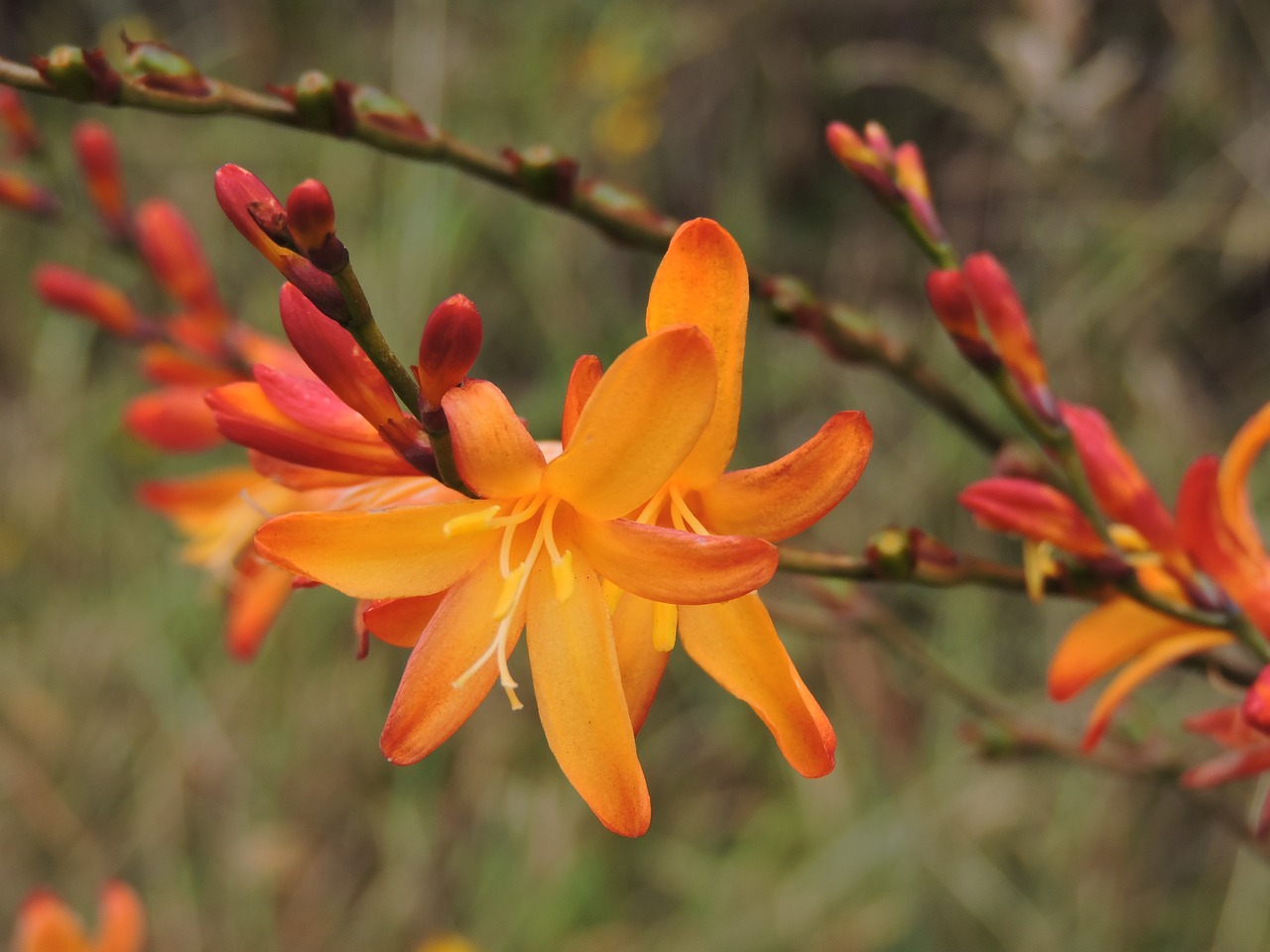 Gėlė, Paramo, Kiauras, Kraštovaizdis, Geltona Gėlė, Diena, Šaltas, Gamta, Oranžinė, Oranžinė Gėlė