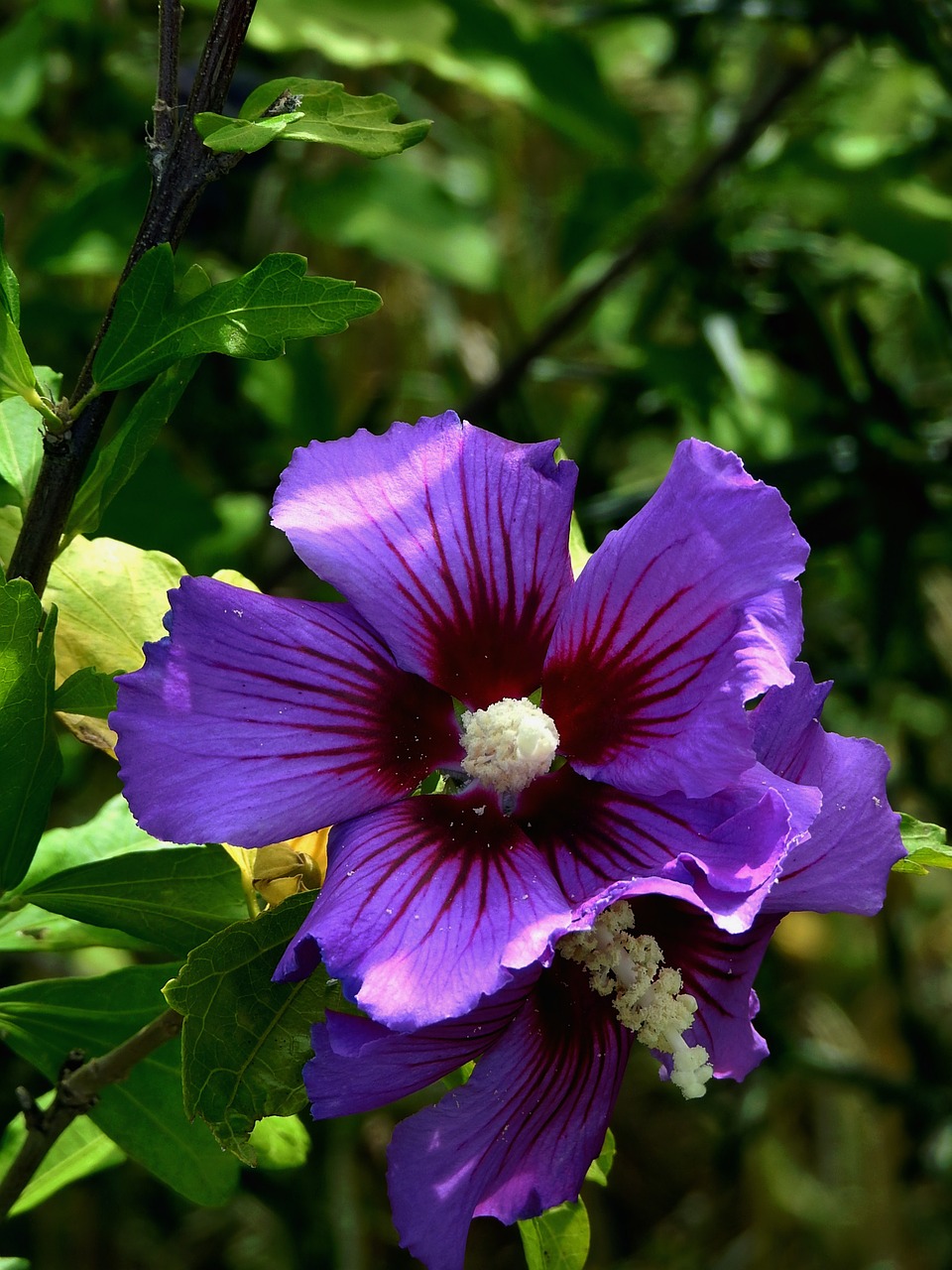 Gėlė, Violetine Spalva, Purpurinės Gėlės, Vasara, Nemokamos Nuotraukos,  Nemokama Licenzija