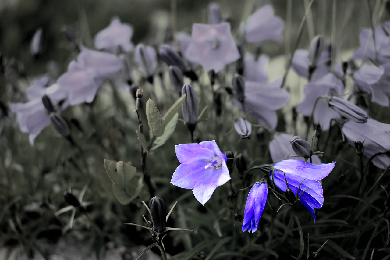Gėlė, Gamta, Makro, Sodas, Wildflower, Žydi, Mėlynas, Mėlynos Gėlės, Žolė, Mėlyna Violetinė