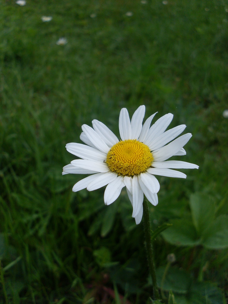 Gėlė, Daisy, Žydėti, Vasara, Iš Arti, Geltonas Centras, Vasaros Gėlės, Baltos Dainos, Gamta, Nemokamos Nuotraukos