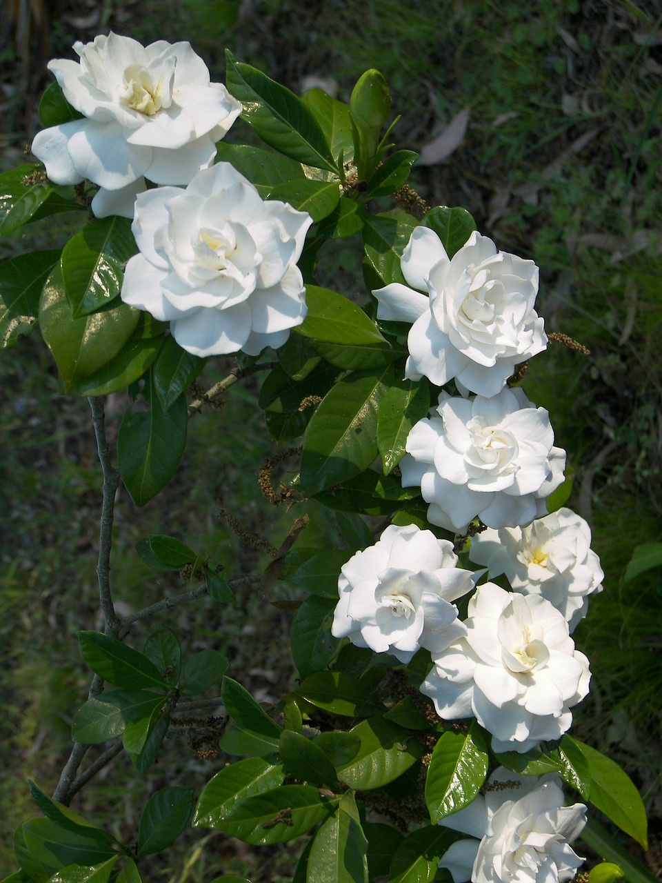 Gėlė, Balta, Sodas, Žiedas, Gamta, Augalas, Flora, Žydi, Žalias, Baltos Gėlės