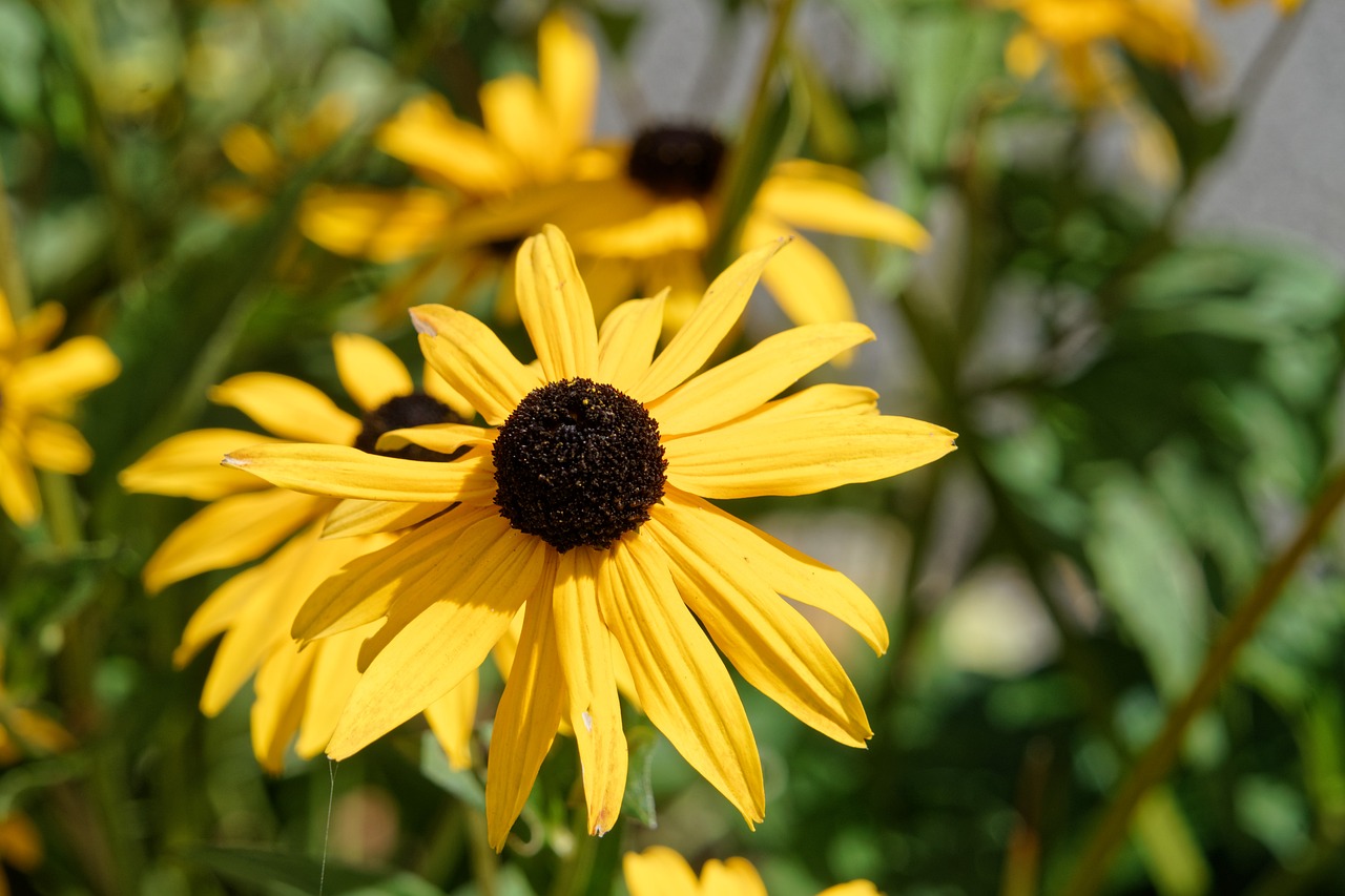 Gėlė, Rudbeckia, Gamta, Geltona, Augalai, Žiedlapiai, Sodas, Augalai Žydintys, Botanika, Vasaros Gėlės