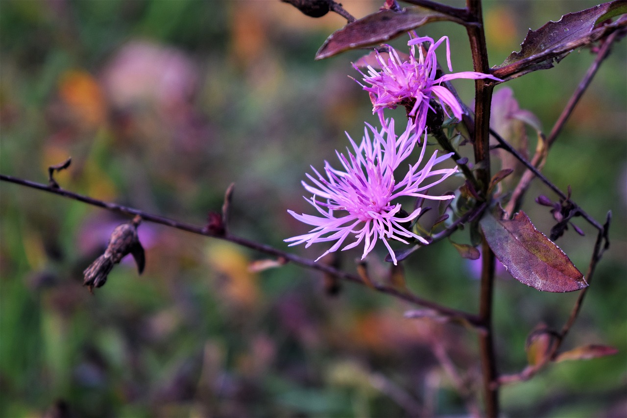 Gėlė, Rosa, Rožinė Gėlė, Rožė, Gėlės, Žydėti, Žiedlapiai, Gamta, Grožis, Sodas