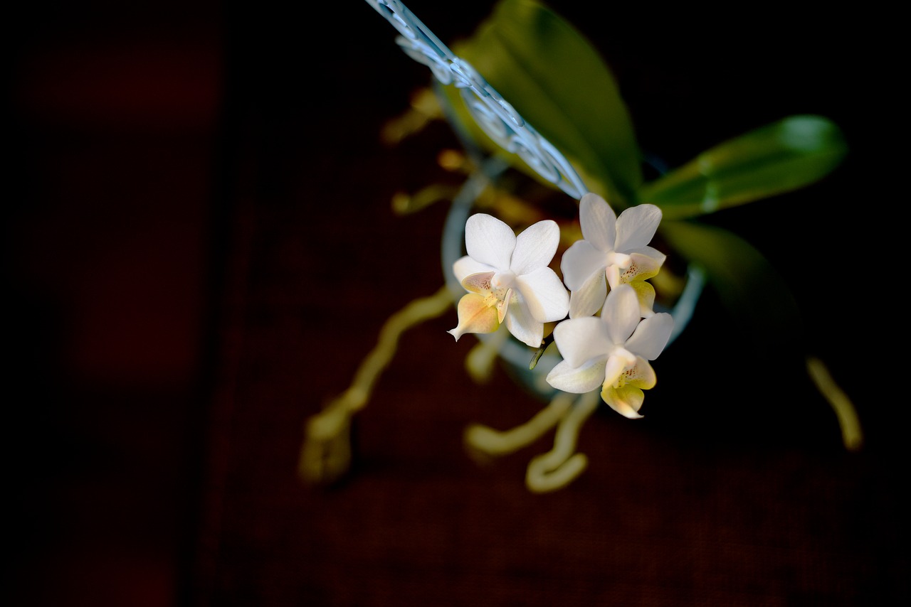 Gėlė, Orchidėja, Roštín, Phalaenopsis, Balta, Švelnus, Augalas, Orchidėja, Nemokamos Nuotraukos,  Nemokama Licenzija