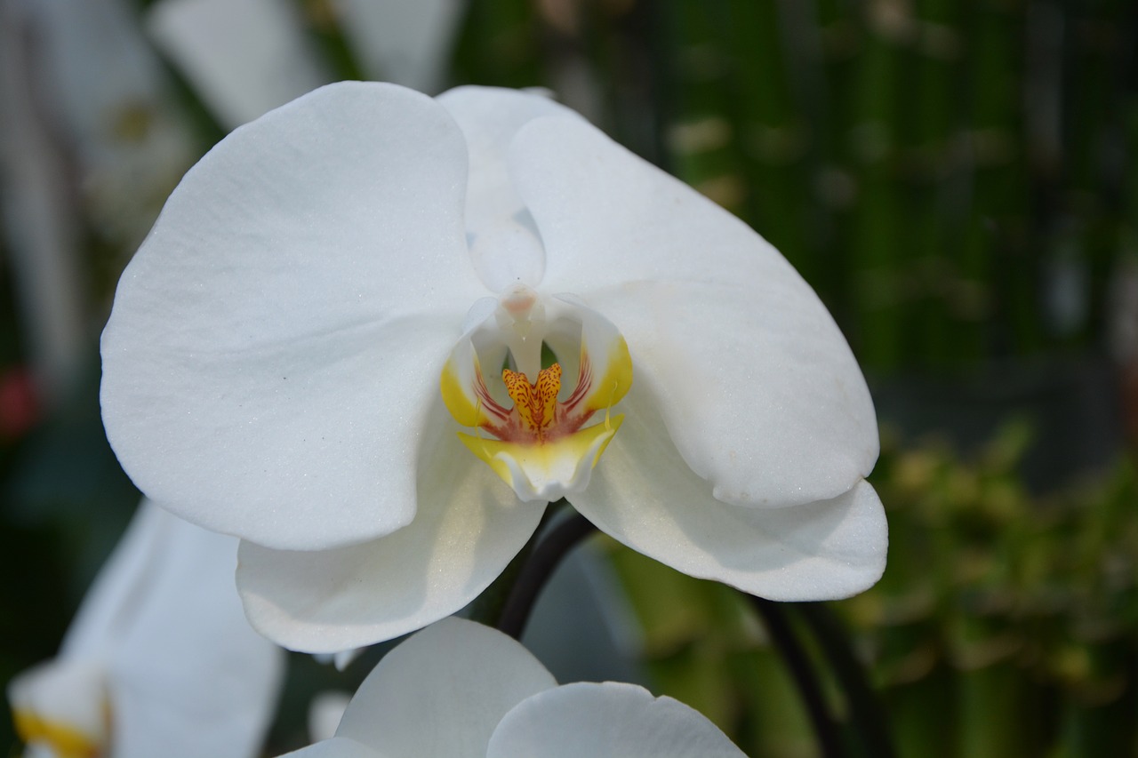 Gėlė, Balta Orchidėja, Augalas, Gamta, Dovanos, Orchidėja, Pasiūlymas, Žydėjimas, Apdaila, Balta Gėlė