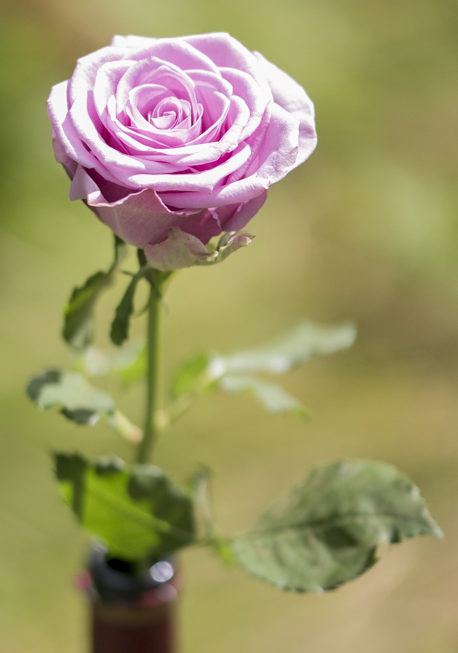 Gėlė, Rožė, Gamta, Gėlių, Žiedlapis, Meilė, Iš Arti, Makro, Romantiškas, Romantika