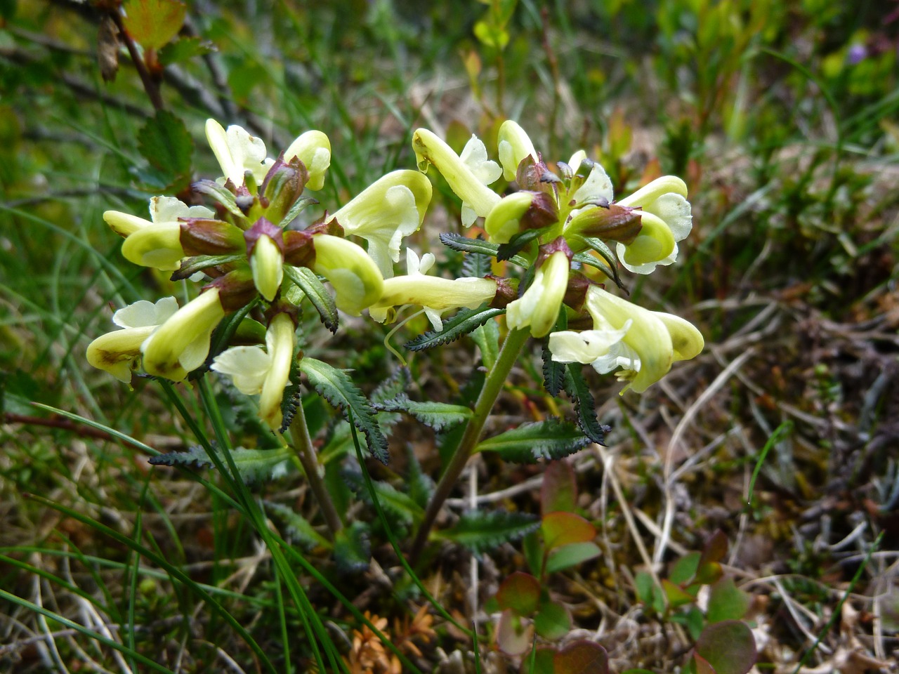 Gėlė, Fauna, Gėlės, Geltona, Kalnų Gėlė, Nemokamos Nuotraukos,  Nemokama Licenzija