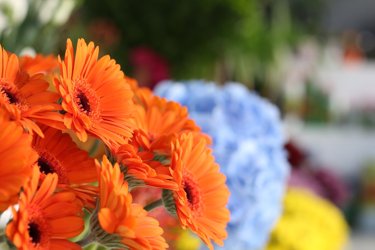 Gėlė, Flora, Gamta, Sodas, Vasara, Bokeh, Oranžinė, Ekologiškas, Botanika, Augalas