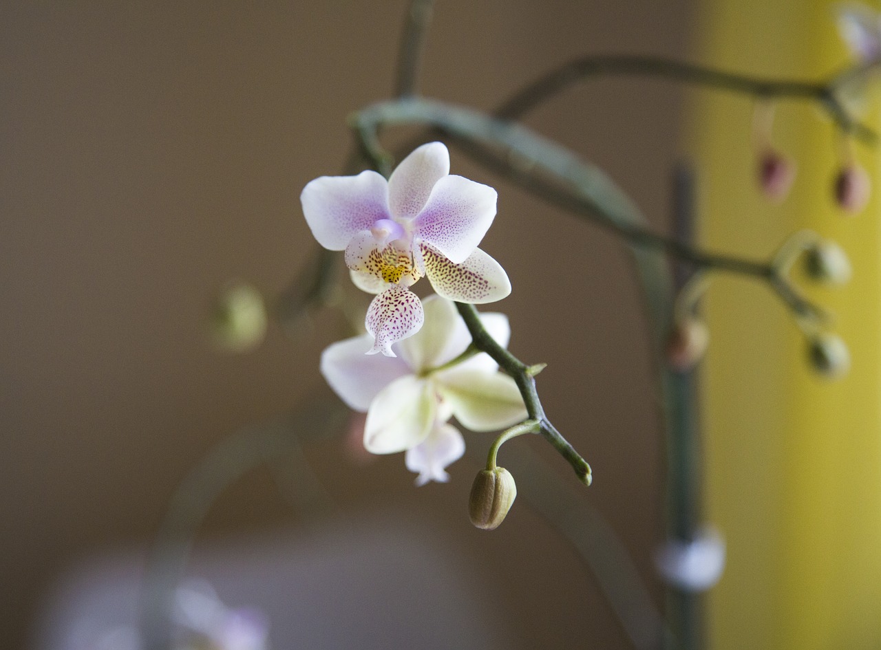 Gėlė, Flora, Gamta, Lapai, Žiedlapis, Iš Arti, Žydi, Orchidėja, Subtilus, Spalva