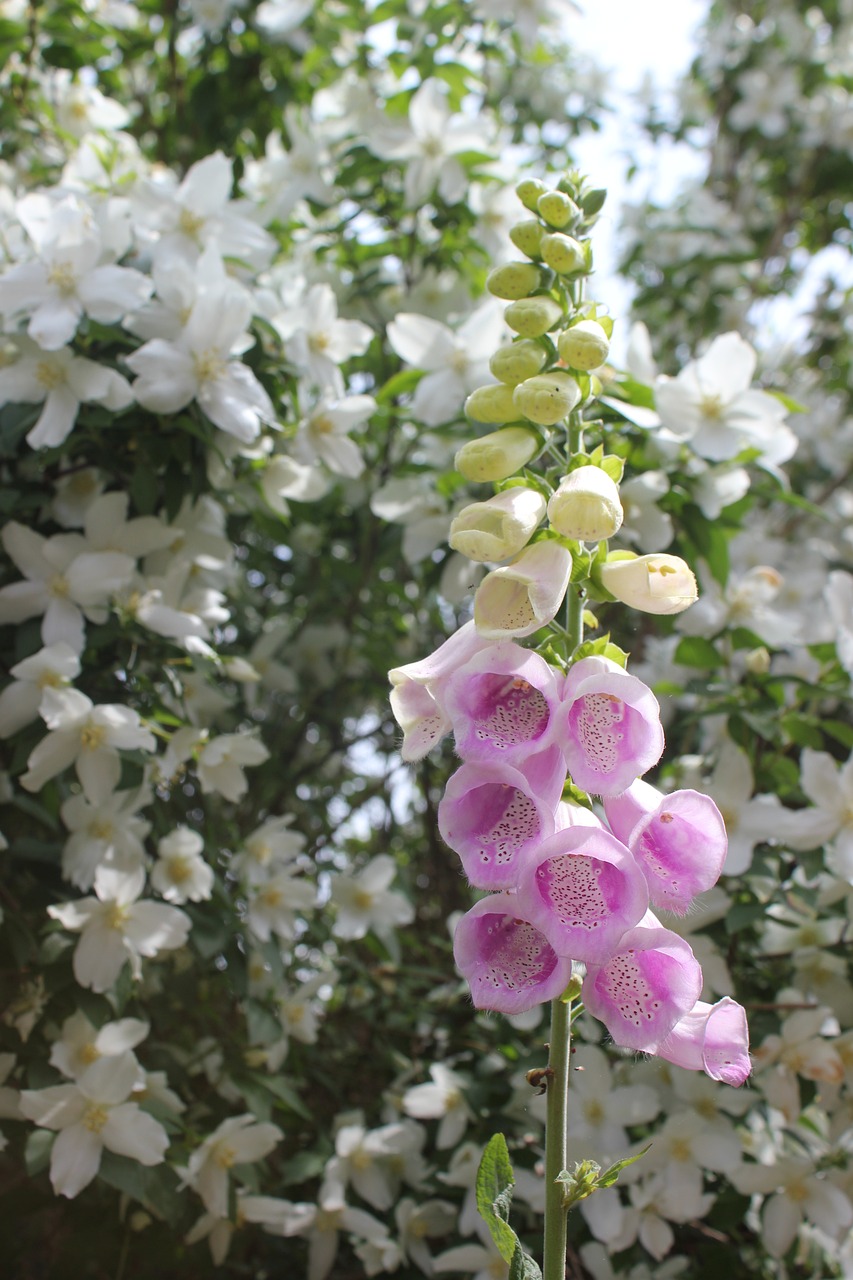 Gėlė, Flora, Gamta, Sodas, Sezonas, Foxgloves, Clematis, Augalas, Sodininkystė, Natūralus