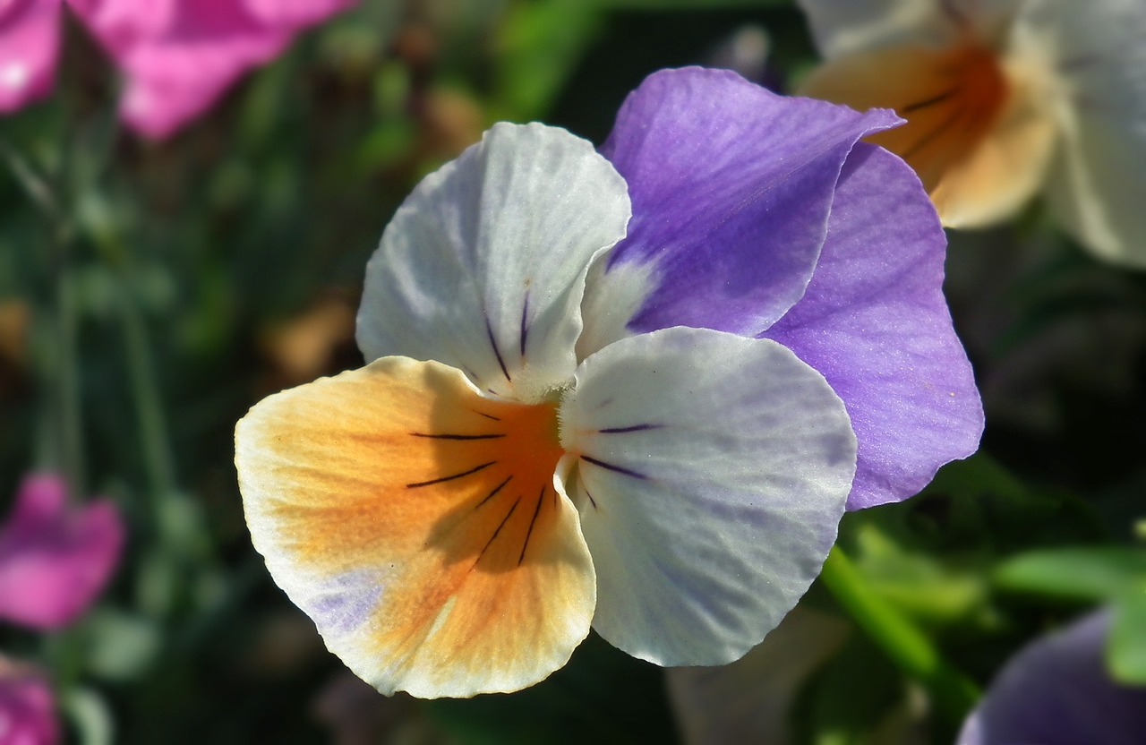 Gėlė, Pansy, Augalas, Sodas, Gamta, Žiedlapis, Spalvos, Iš Arti, Vasara, Nemokamos Nuotraukos