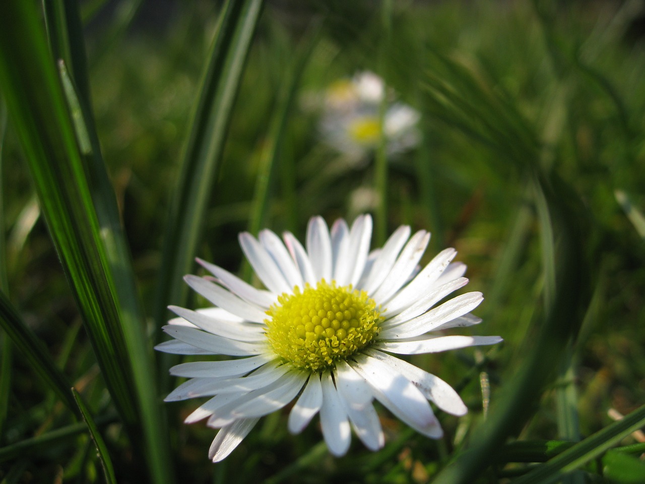 Gėlė, Daisy, Gėlių, Augalas, Natūralus, Žiedas, Žydėti, Žiedlapis, Botanikos, Ekologiškas