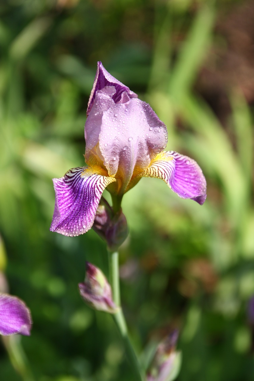 Gėlė, Gėlės, Gamta, Augalas, Violetinė, Violetinė, Spalva, Žiedas, Žydėti, Žydėti