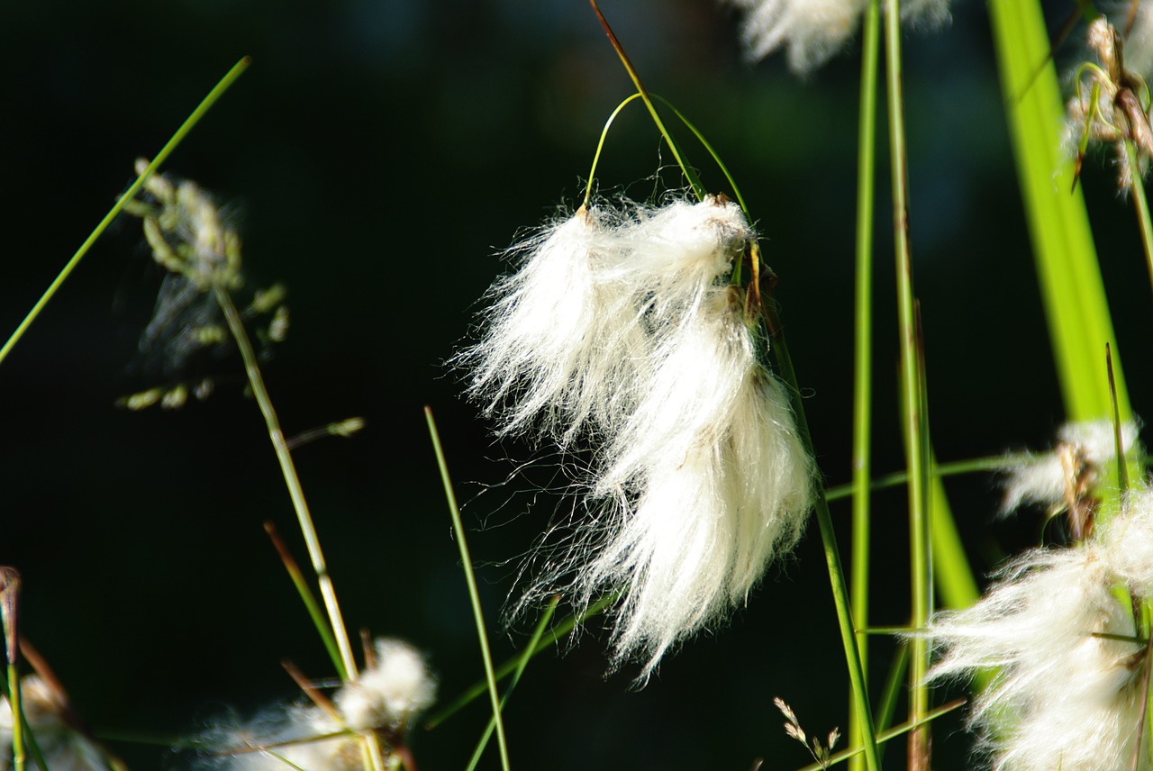 Žiedas, Žydėti, Cottongrass, Enophorum, Pavasaris, Gėlė, Gamta, Nemokamos Nuotraukos,  Nemokama Licenzija