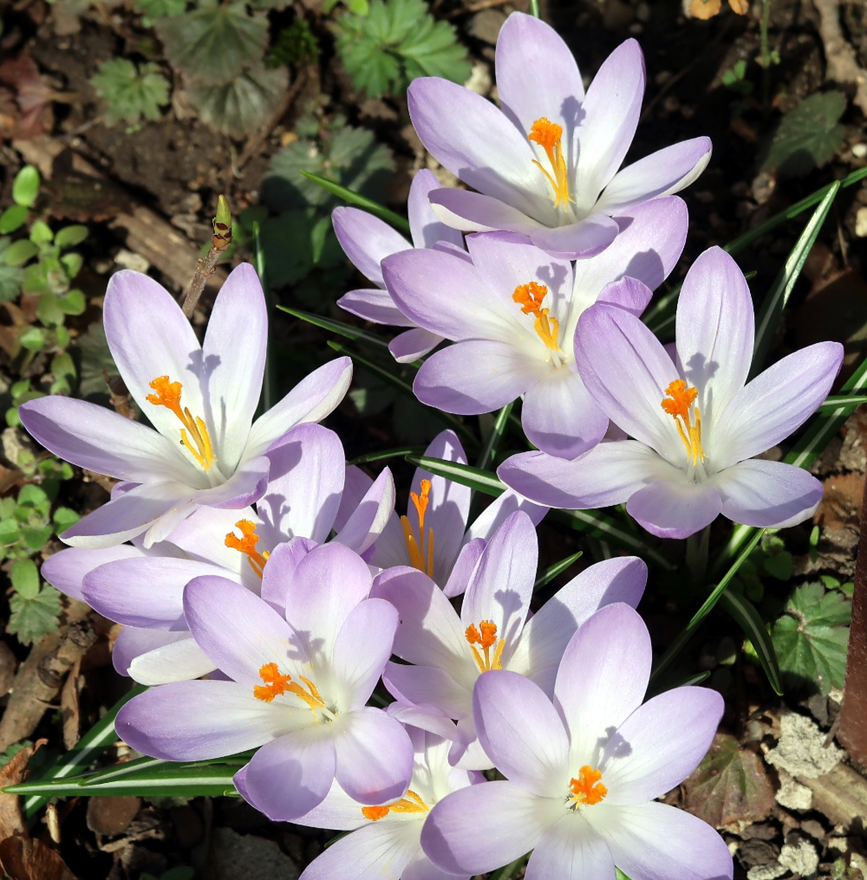 Gėlė, Gamta, Crocus, Augalas, Žiedlapis, Gėlių, Sodas, Pavasaris, Botanika, Flora