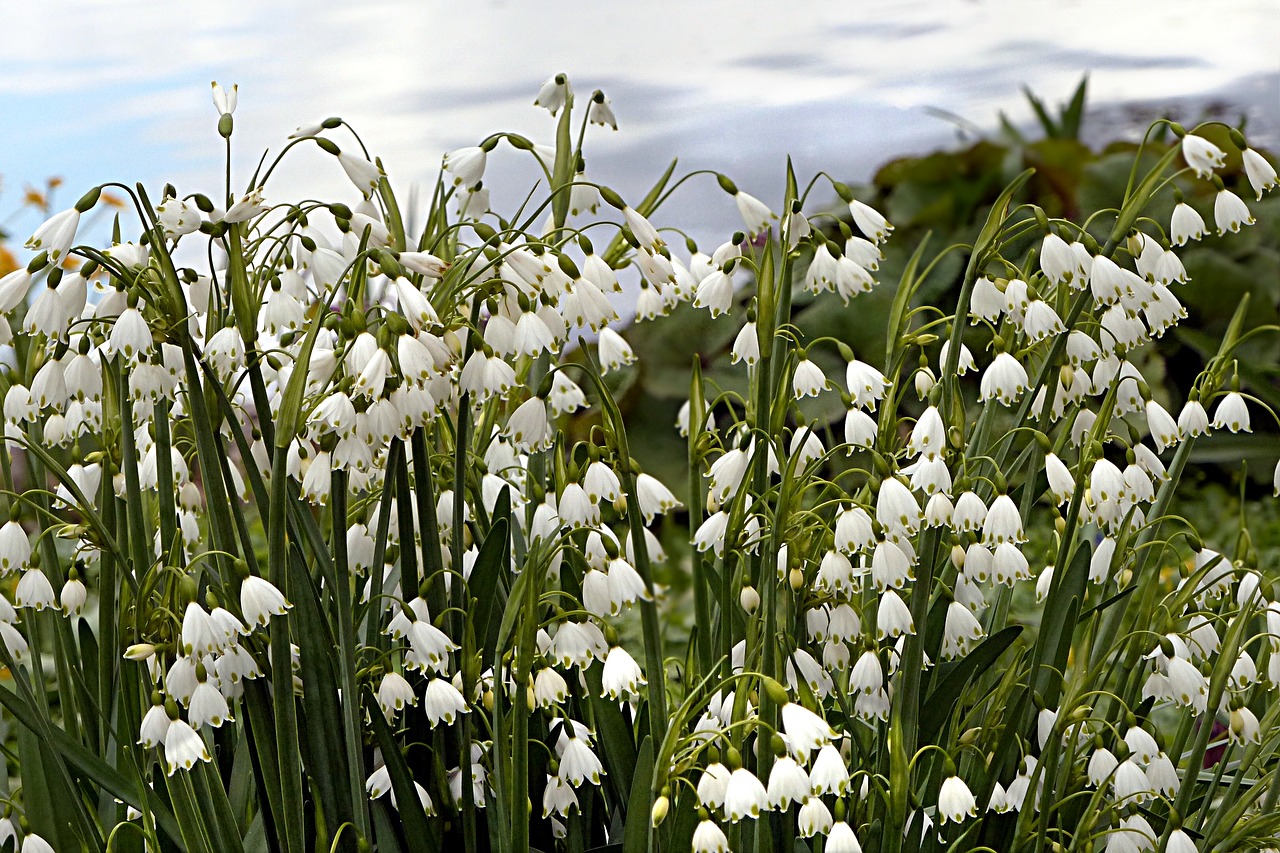 Gėlė, Gamta, Augalas, Sniego Danga, Galanthus, Pavasario Gėlė, Atviras, Didelis Augimas, Daug Gėlių, Nemokamos Nuotraukos