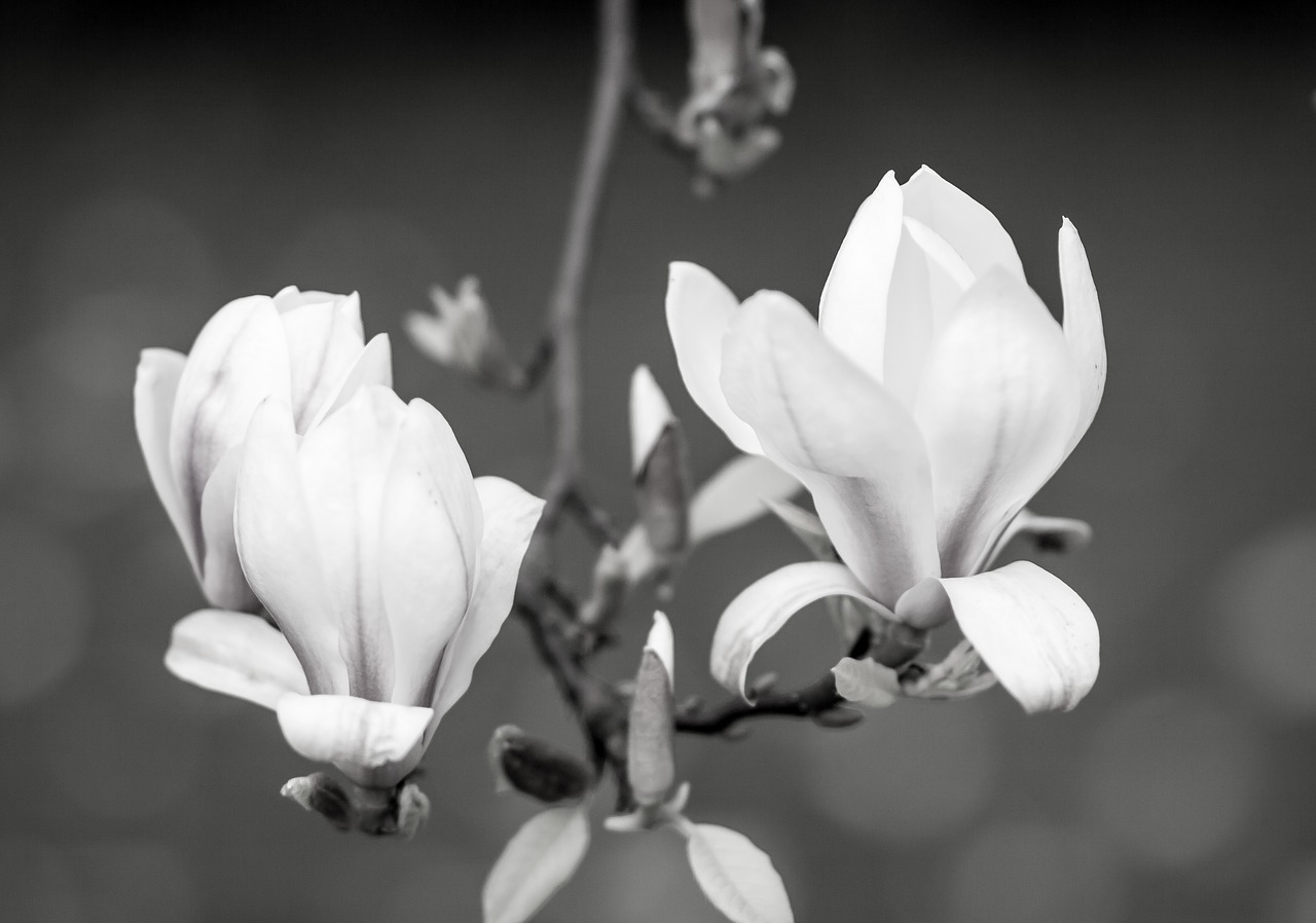 Gėlė, Flora, Gamta, Žiedlapis, Lapai, Gėlių, Augimas, Iš Arti, Magnolija, Gražus