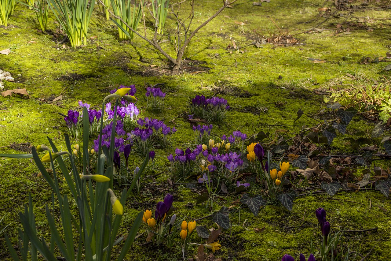 Gėlė, Gamta, Žolė, Flora, Lauke, Pavasaris, Narcizai, Krokusai, Natūralus, Žalias