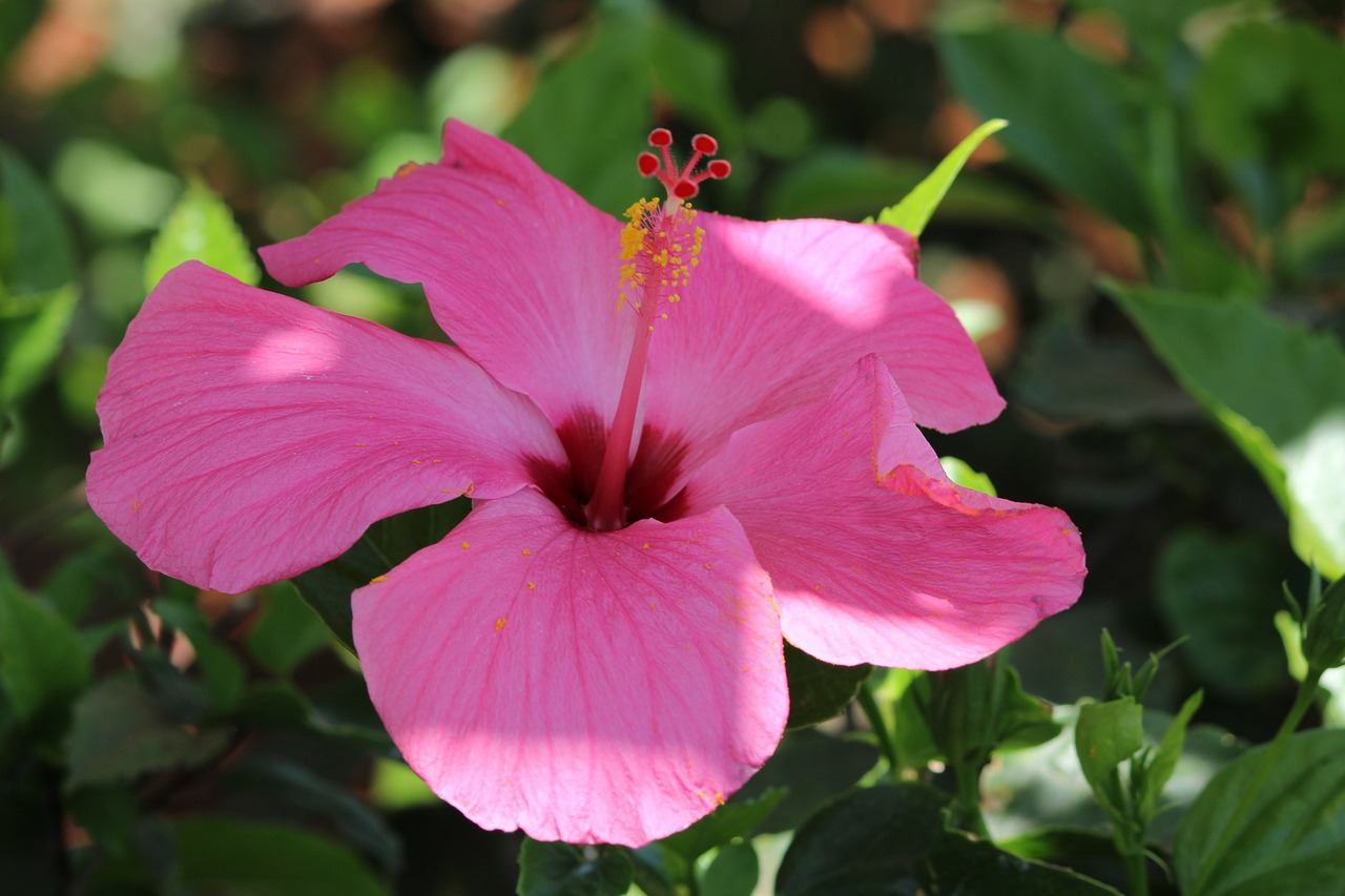 Gėlė, Gamta, Cape Verde, Alyvinė Gėlė, Nemokamos Nuotraukos,  Nemokama Licenzija