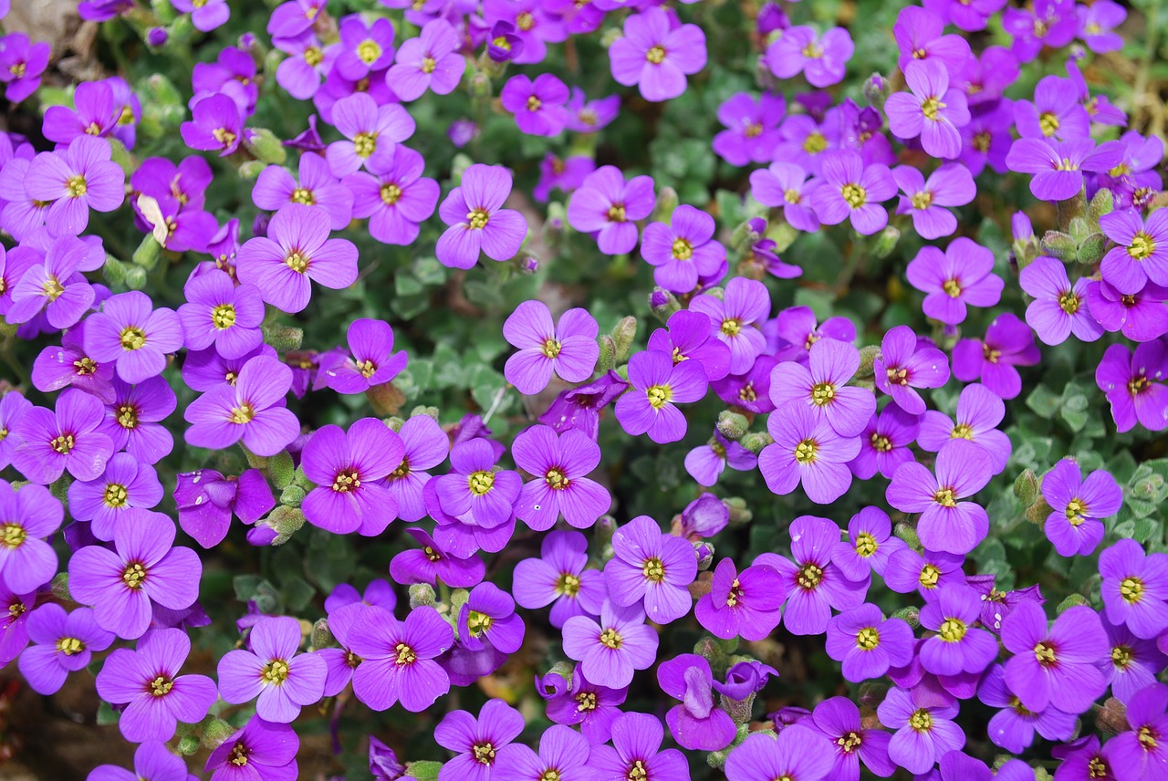 Gėlė, Žiedas, Laukinė Gėlė, Gėlių, Vasara, Natūralus, Žiedlapis, Žydi, Šviežias, Flora