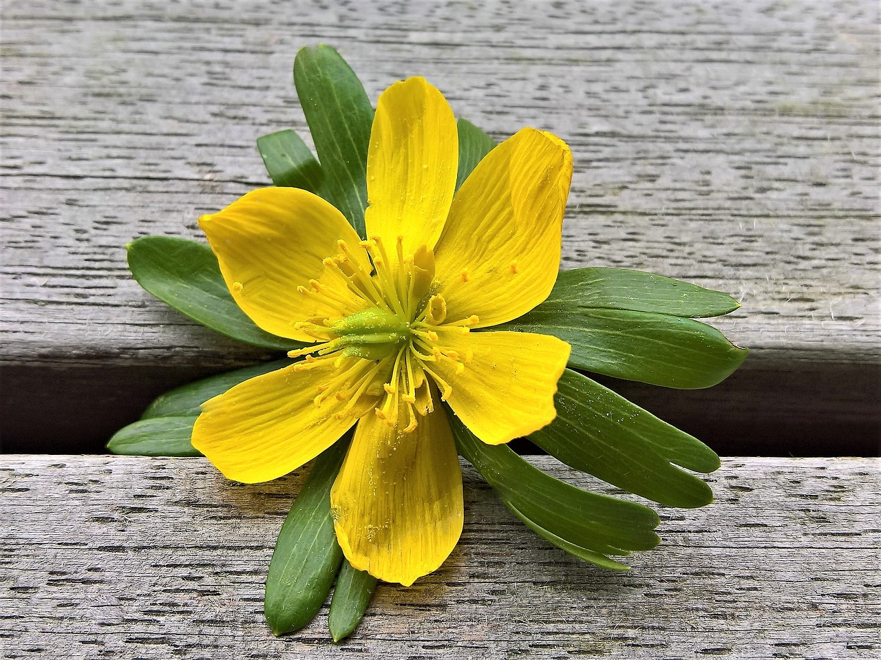 Gėlė,  Žiemą,  Ankstyvas Bloomer,  Vienas Žydi,  Geltonos Žiedlapiai,  Gėlės Tamsiai,  Žydėjo,  Švelnus,  Uždaryti,  Pirmieji Frühlingsboten