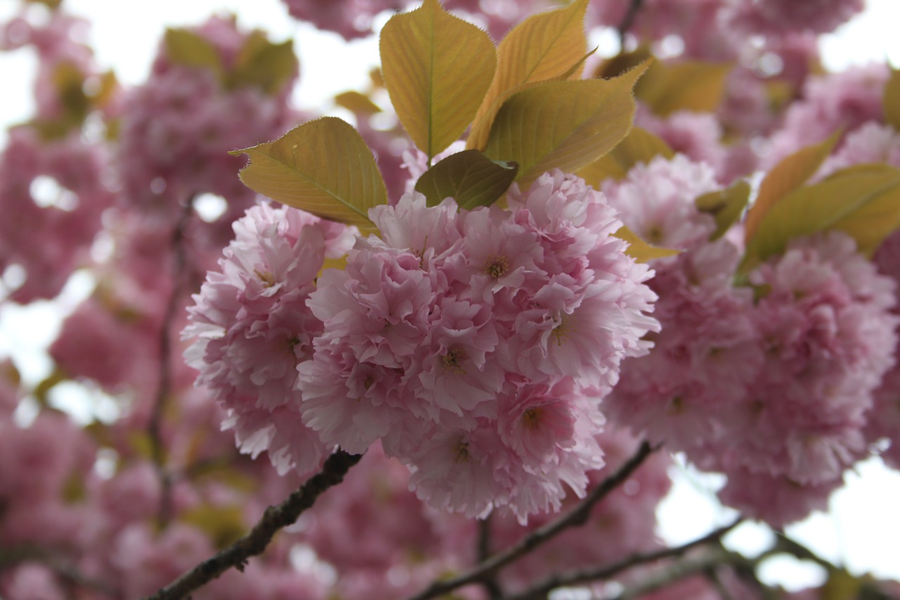 Žiedas, Žydėti, Rožinis, Gėlės, Violetinė, Uždaryti, Japonų Vyšnių Žiedai, Japonų Vyšnios, Pavasaris, Gėlių Pilnumas