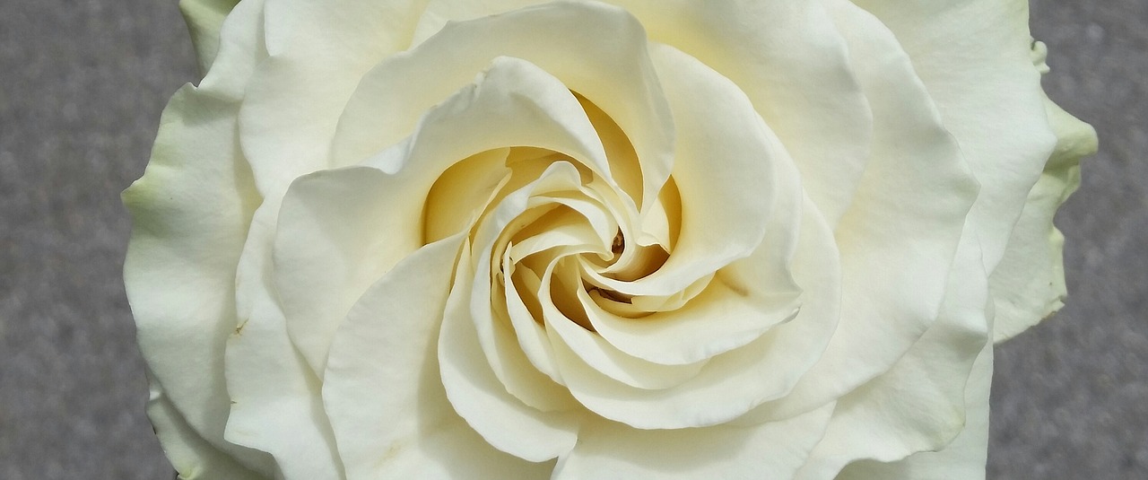 Gėlė,  Rosa,  Balta Rožė,  Be Honoraro Mokesčio, Nemokamos Nuotraukos,  Nemokama Licenzija