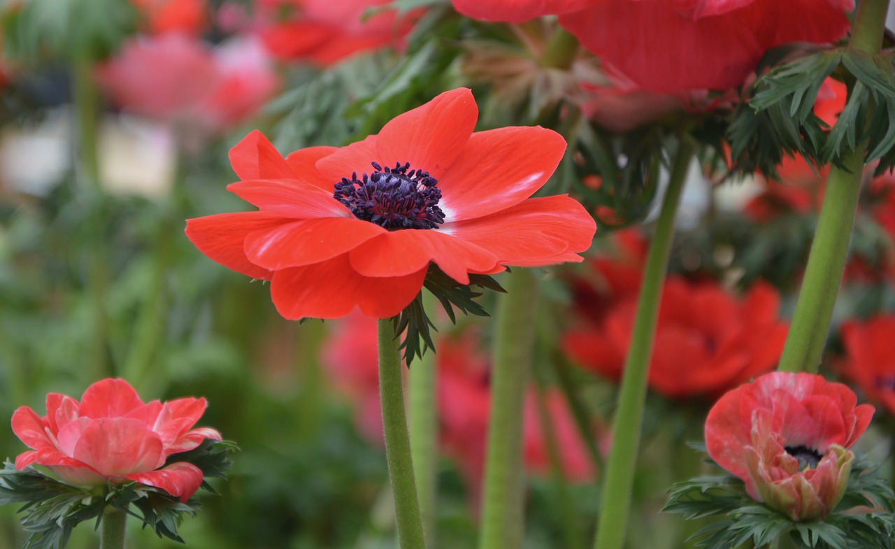 Gėlė,  Gėlių Anemone Christina,  Gamta,  Augalas,  Sodas,  Pavasario Sezonas,  Raudona Spalva,  Masyvas,  Be Honoraro Mokesčio, Nemokamos Nuotraukos