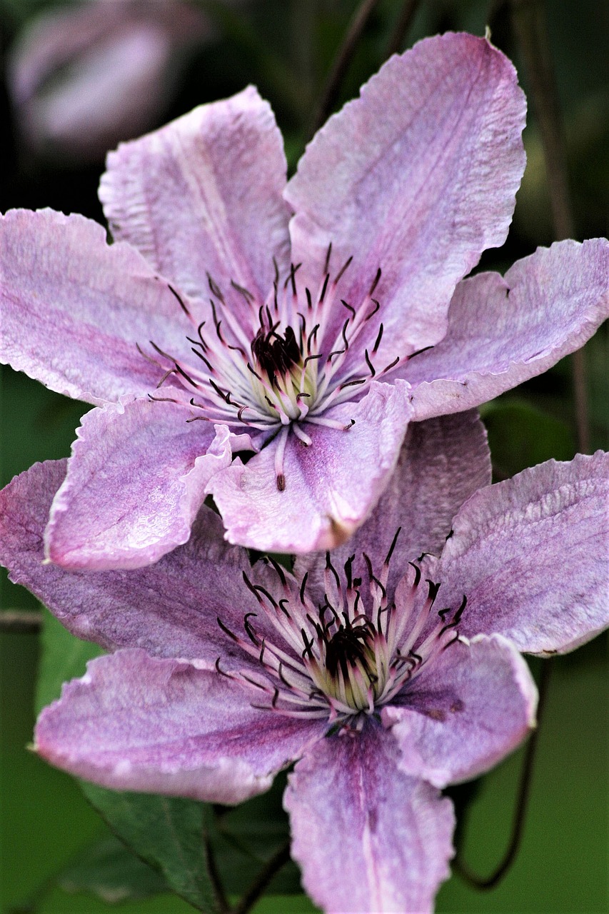 Gėlė,  Gamta,  Flora,  Sodas,  Lapai,  Gėlių,  Žydi,  Clematis,  Be Honoraro Mokesčio, Nemokamos Nuotraukos