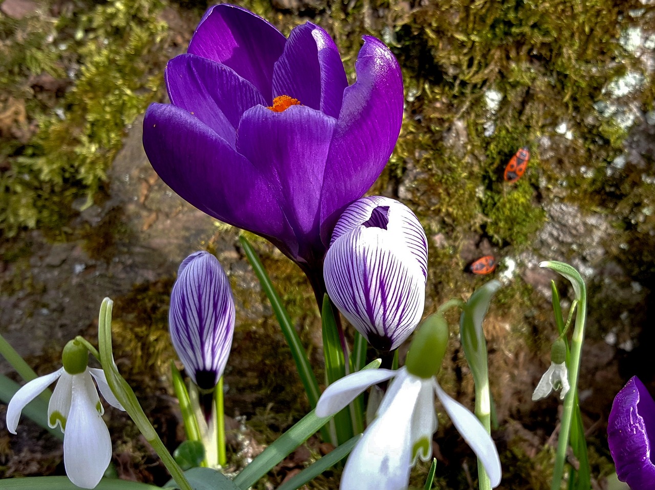 Gėlė,  Gamta,  Augalas,  Sodas,  Gėlės,  Uždaryti,  Pavasaris,  Crocus,  Pavasario Požymiai,  Be Honoraro Mokesčio