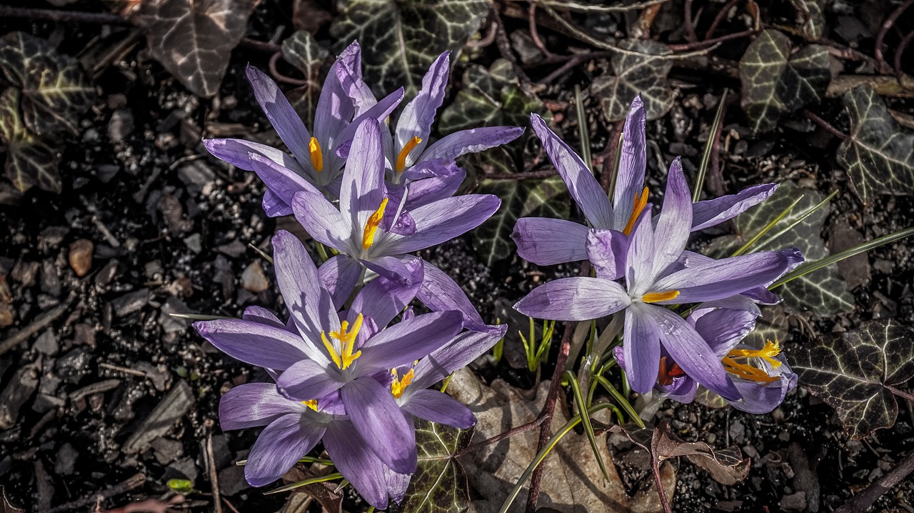 Gėlė,  Gamta,  Augalas,  Žiedlapis,  Gėlės,  Crocus,  Parkas,  Sodas,  Be Honoraro Mokesčio, Nemokamos Nuotraukos