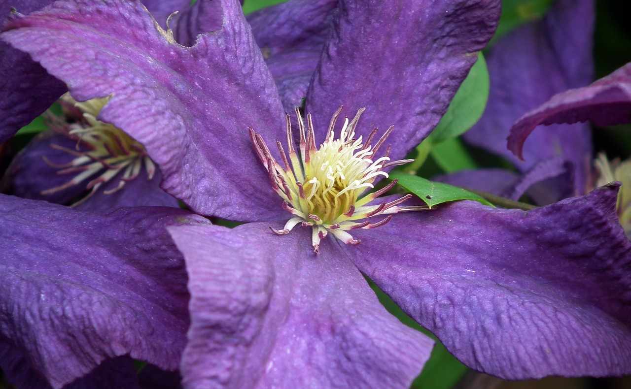 Gėlė,  Clematis,  Gamta,  Augalas,  Sodas,  Vasara,  Be Honoraro Mokesčio, Nemokamos Nuotraukos,  Nemokama Licenzija