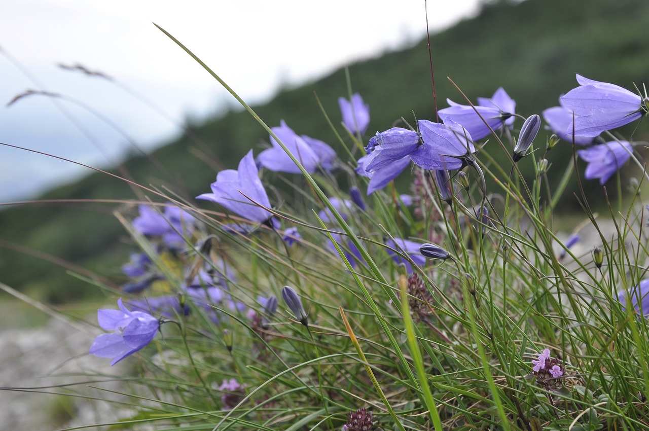 Gėlė,  Gamta,  Augalas,  Wildflower,  Žydi,  Violetinė,  Laukiniai,  Vasara,  Be Honoraro Mokesčio, Nemokamos Nuotraukos