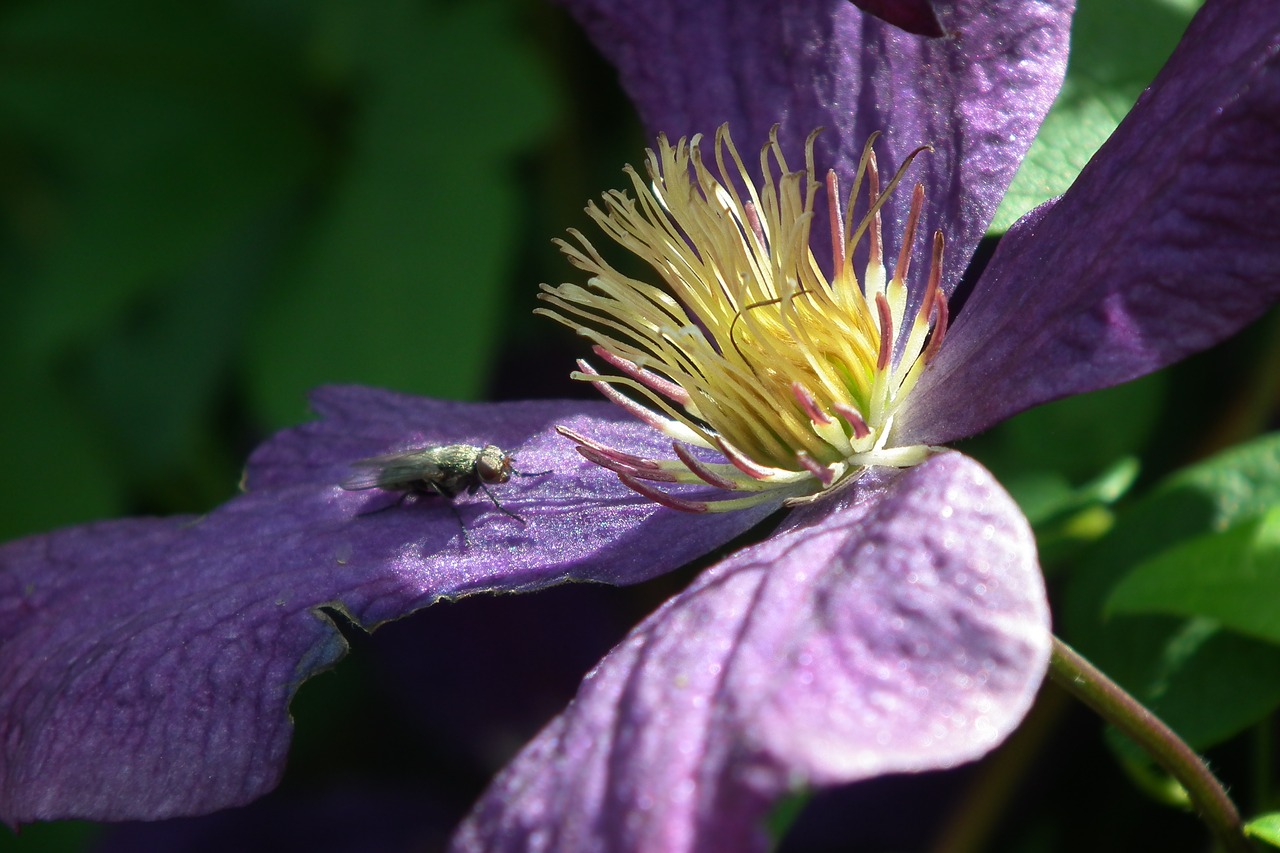 Gėlė,  Clematis,  Mėlynas,  Gamta,  Augalas,  Sodas,  Žiedlapiai,  Be Honoraro Mokesčio, Nemokamos Nuotraukos,  Nemokama Licenzija