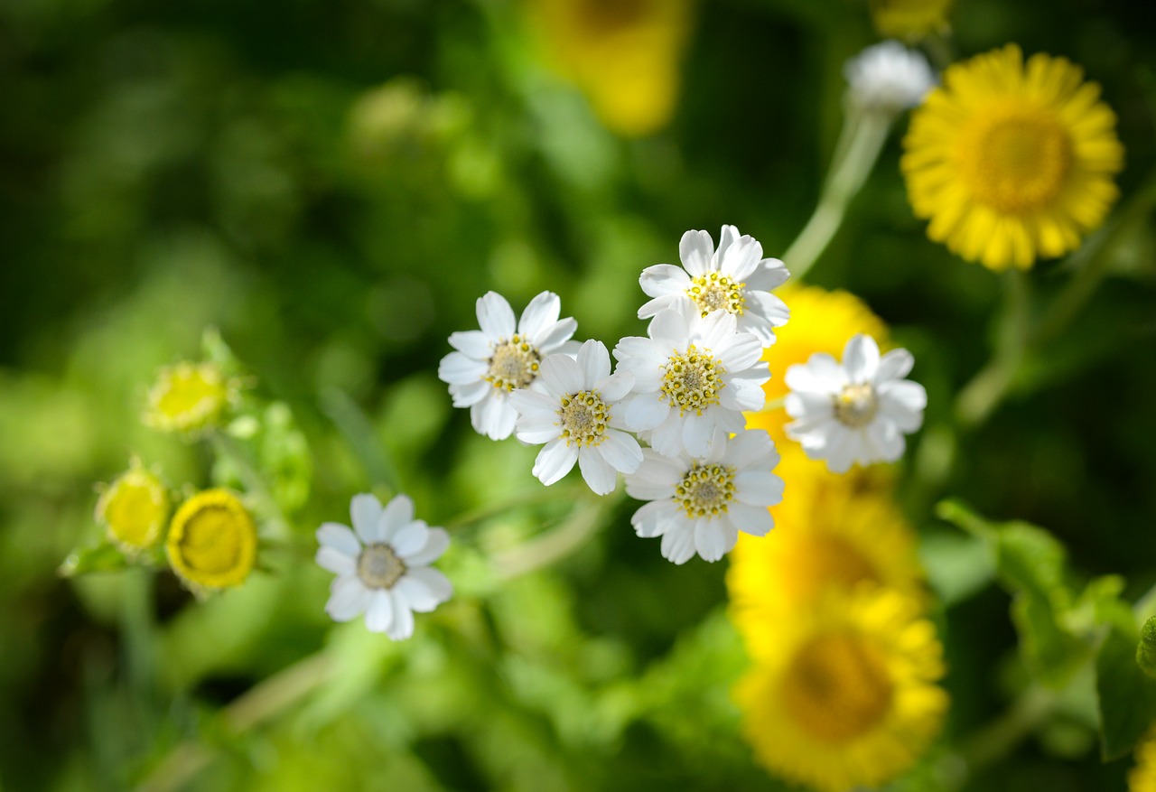 Gėlė,  Flora,  Gamta,  Vasara,  Gėlių,  Sodas,  Žydi,  Žiedlapis,  Be Honoraro Mokesčio, Nemokamos Nuotraukos