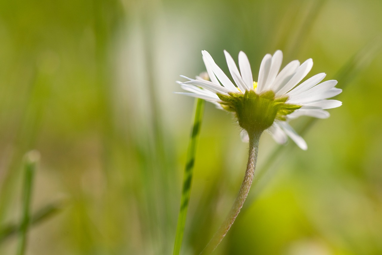 Gėlė,  Makro,  Sodas,  Daisy,  Nekaltumas,  Pieva,  Balta Gėlė,  Be Honoraro Mokesčio, Nemokamos Nuotraukos,  Nemokama Licenzija